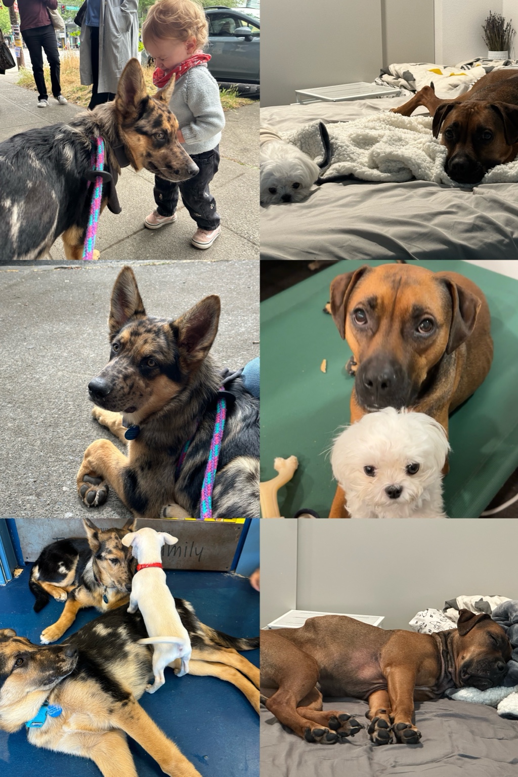 Dusty and Cayley collage